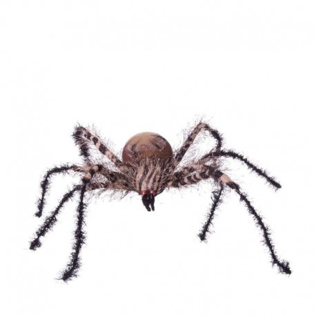 Araña Cebra Pequeña