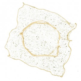 24 Pañuelos Cuadrado Dorados 23x23 cm