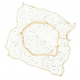 24 Pañuelos Cuadrado Dorados 23x23 cm 24 Pañuelos Cuadrado Dorados 23x23 cm