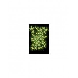 Arañas Fluorescentes