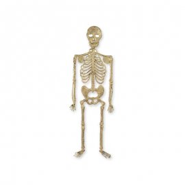 Esqueleto de Pared 32 cm