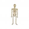 Esqueleto de Pared 32 cm