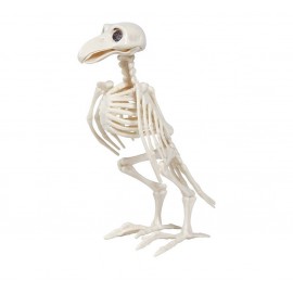 Esqueleto Cuervo 20 cm