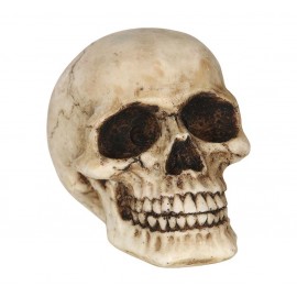 Calavera Real Calavera Real