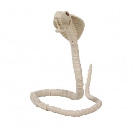 Esqueleto Cobra 100 cm