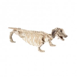 Esqueleto de perro salchicha 55 cm