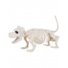 Esqueleto de perro salchicha 55 cm